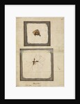 Wasp and locust by A Dupont