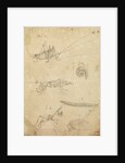 Cricket and two varieties of mantis by Johannes Philippus Breynius
