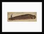 Gunnel fish by Anonymous