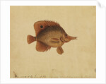Butterflyfish by George Edwards