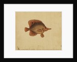 Butterflyfish by George Edwards