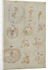 Developmental stages of chicken embryo by Marcello Malpighi
