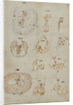 Developmental stages of chicken embryo by Marcello Malpighi