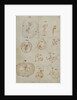 Developmental stages of chicken embryo by Marcello Malpighi