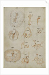 Developmental stages of chicken embryo by Marcello Malpighi