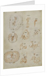 Developmental stages of chicken embryo by Marcello Malpighi