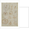 Developmental stages of chicken embryo by Marcello Malpighi