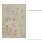 Developmental stages of chicken embryo by Marcello Malpighi