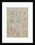 Developmental stages of chicken embryo by Marcello Malpighi