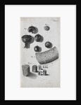 Microscopic view of hair and a shell by Robert Hooke