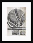 Microscopic views of nettle and wild oat by Robert Hooke