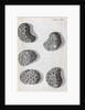 Microscopic views of poppy seeds by Robert Hooke