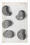 Microscopic views of poppy seeds by Robert Hooke