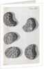 Microscopic views of poppy seeds by Robert Hooke