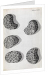 Microscopic views of poppy seeds by Robert Hooke