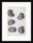 Microscopic views of poppy seeds by Robert Hooke