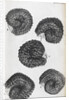Microscopic views of purslane seeds by Robert Hooke