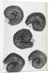 Microscopic views of purslane seeds by Robert Hooke