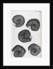 Microscopic views of purslane seeds by Robert Hooke