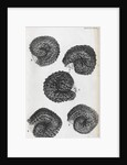 Microscopic views of purslane seeds by Robert Hooke