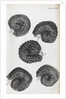 Microscopic views of purslane seeds by Robert Hooke