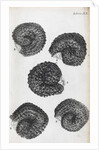 Microscopic views of purslane seeds by Robert Hooke