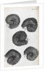 Microscopic views of purslane seeds by Robert Hooke