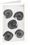 Microscopic views of purslane seeds by Robert Hooke