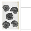 Microscopic views of purslane seeds by Robert Hooke