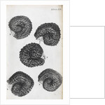 Microscopic views of purslane seeds by Robert Hooke