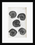 Microscopic views of purslane seeds by Robert Hooke
