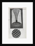 Microscopic views of fish scales by Robert Hooke