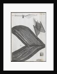 Microscopic views of feathers by Robert Hooke