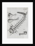 Microscopic views of a water-dwelling insect by Robert Hooke