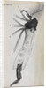 Microscopic views of a gnat by Robert Hooke
