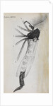 Microscopic views of a gnat by Robert Hooke