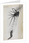 Microscopic views of a gnat by Robert Hooke