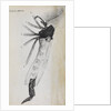 Microscopic views of a gnat by Robert Hooke