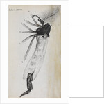 Microscopic views of a gnat by Robert Hooke