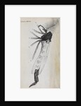 Microscopic views of a gnat by Robert Hooke
