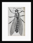 Microscopic views of a female gnat by Robert Hooke