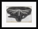 Microscopic view of a white feather-winged moth by Robert Hooke