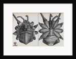 Microscopic views of a spider by Robert Hooke