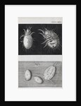 Microscopic views of mites by Robert Hooke