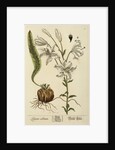 'Lilium album' by Elizabeth Blackwell