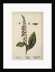 'Digitalis' by Elizabeth Blackwell