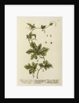 'Bryonia alba' by Elizabeth Blackwell