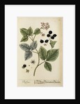 'Rubus' by Elizabeth Blackwell