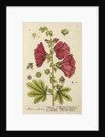 'Malva arborea' by Elizabeth Blackwell