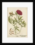 'Paeonia foemina' by Elizabeth Blackwell